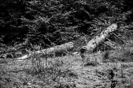 一棵剪切的fir树倒在地上(黑白)链锯高清图片素材