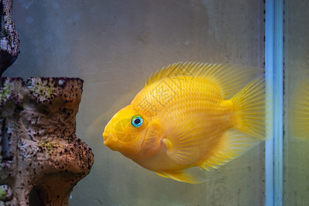 淡水水族馆的红鹦鹉Cichlid水族馆鱼类背景图片