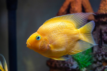 淡水水族馆的红鹦鹉Cichlid水族馆鱼 特写背景图片