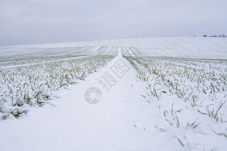 麦田在冬季被雪覆盖 冬小麦 绿草如茵 雪下的草坪 在寒冷中收获 为面包种植粮食作物 与庄稼文化的农业过程植物季节草地阳光农村农场背景图片