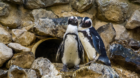 爱吃的企鹅在非洲海岸的濒危动物种群情侣们一起吃着一对可爱的非洲企鹅背景