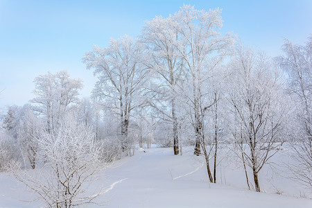 圣诞树林冬季大自然的美丽场景雪堆晴天场地天空木头森林旅行植物群爬坡背景