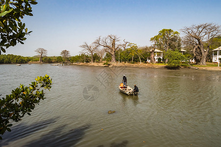 冈比亚红树林 传统长船丛林高清图片素材