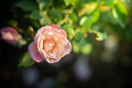 花园里的玫瑰花树叶情人粉色绿色日光玫瑰植物群花瓣背景图片
