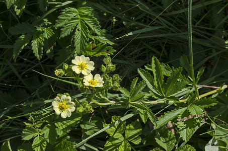 五叶草洛津山角上的小黄色花朵 小小黄花 在Lozen山背景