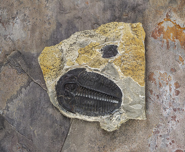 沙石中的化石高清图片