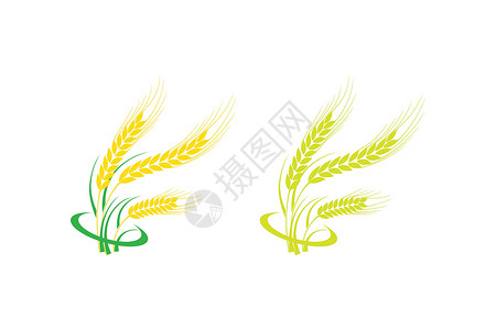 金黄油麦田农业小麦标志模板矢量图标设计食物耳朵粮食收成农场种子玉米场地谷物插图设计图片