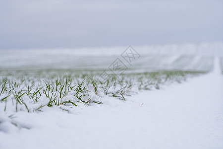 麦田在冬季被雪覆盖 冬小麦 绿草如茵 雪下的草坪 在寒冷中收获 为面包种植粮食作物 与庄稼文化的农业过程叶子环境冬粮农村植物谷物背景图片