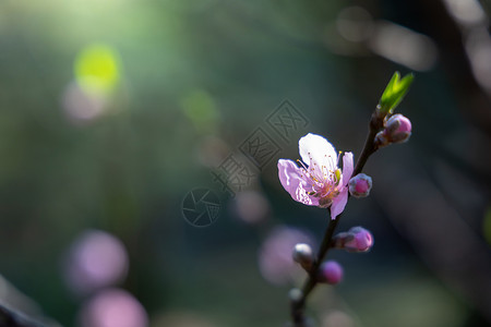 蜡质的情人节宁静高清图片