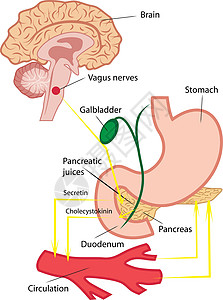 人体激素人体中的胰腺分泌物插画