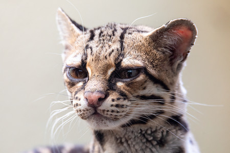 玛尔盖 莱奥帕杜斯威迪 一只稀有的南美猫猎人濒危老虎党团哺乳动物豹猫手表条纹荒野摄影师背景图片