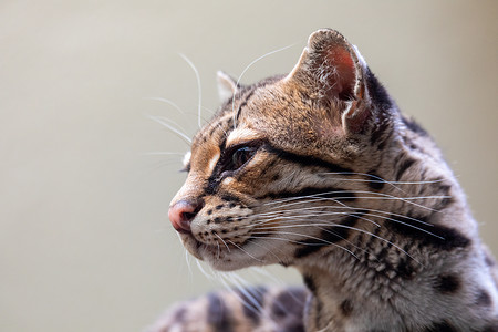 玛尔盖 莱奥帕杜斯威迪 一只稀有的南美猫热带捕食者老虎黑豹条纹豹猫摄影师会议野生动物荒野背景图片