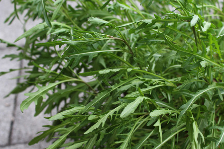 花园中的绿色健康火箭筒树叶叶子沙拉火箭食物植物背景图片