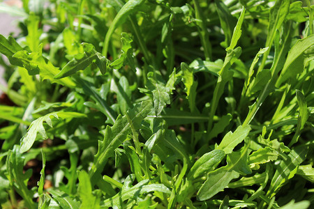 花园中的绿色健康火箭筒沙拉树叶植物食物火箭叶子背景图片