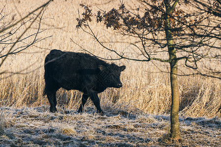 黑牛在冰冻的小麦田上行走高清图片