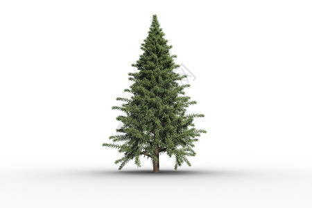 数字生成的绿色fir树枞树插图绘图计算机背景图片