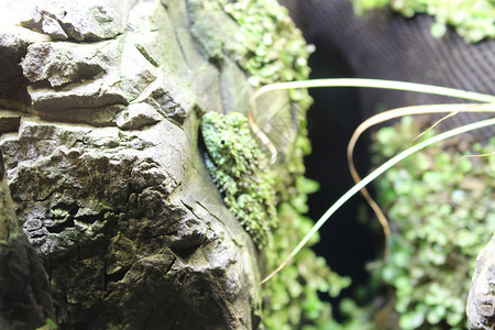 生活在野外的澳洲美丽的青蛙蟾蜍环境绿色眼睛野生动物动物宏观白色动物群热带自然高清图片素材