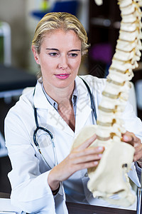 理疗师看脊椎模型身体按摩师护理服务器材检查治愈理疗专家骨盆背景图片
