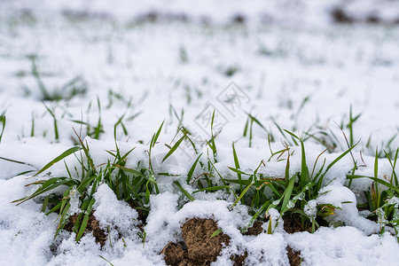 麦田在冬季被雪覆盖 冬小麦 绿草如茵 雪下的草坪 在寒冷中收获 为面包种植粮食作物 与庄稼文化的农业过程晴天天气播种生长食物草地背景图片