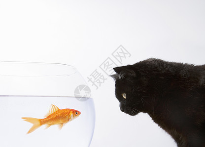 一只鱼一只黑猫盯着金鱼看主题焦虑恶作剧哺乳动物欲望专注鱼缸挫折压力控制背景