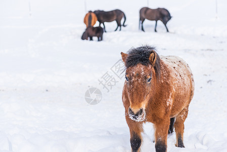 冬日里 站在白雪皑皑的牧场上的马目不转睛地注视着前方 在背景中可以看到一群马和围场围栏上的柱子背景