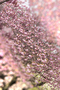 樱花树上飞鸟粉红樱花盛开 有苍白的波克斜眼效应背景