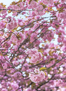 樱花树上飞鸟粉红樱花球花朵浅山公园背景