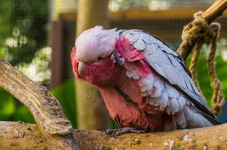 玫瑰胸凤头鹦鹉挠头 来自澳大利亚的热带鹦鹉高清图片