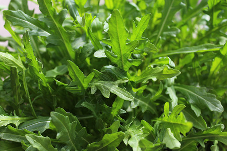 花园中的绿色健康火箭筒树叶沙拉植物火箭叶子食物背景图片