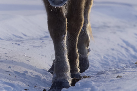 奥伊米亚康冬天的雅库特人马在雪中度过冬日 雅库特人马的品种天空牧场冻结荒野小跑农场尾巴日落哺乳动物鬃毛背景