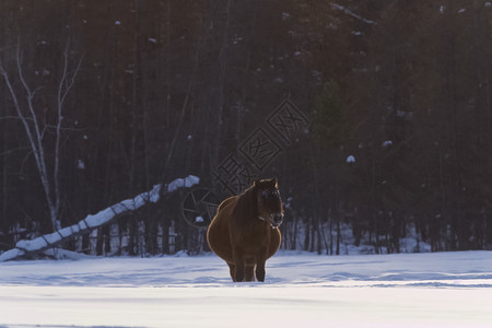 奥伊米亚康冬天的雅库特人马在雪中度过冬日 雅库特人马的品种蓝色领导者小跑草地大腹力量便便环境毛皮动物背景
