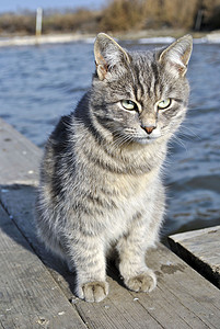 灰猫毛皮动物池塘眼睛哺乳动物猫科动物码头灰色高清图片