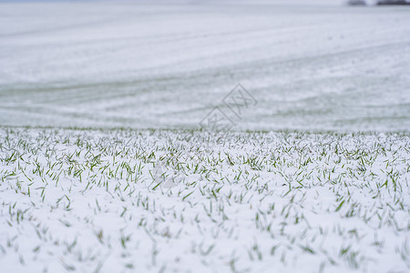 麦田在冬季被雪覆盖 冬小麦 绿草如茵 雪下的草坪 在寒冷中收获 为面包种植粮食作物 与庄稼文化的农业过程植物场地谷物地平线土地草背景图片