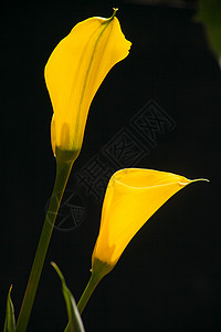 黄色魔芋百合马蹄莲 1高清图片