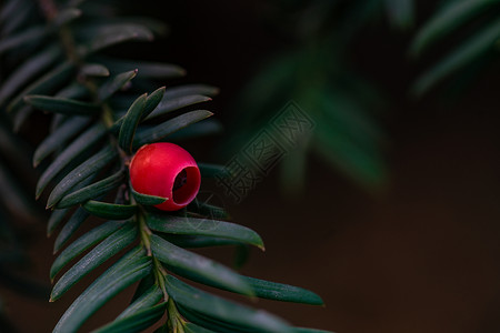 森林中的税收(bacakata)背景图片