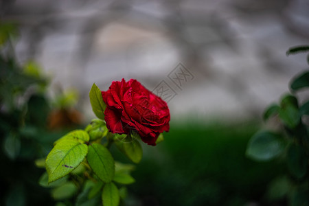 在花园里的红玫瑰玫瑰礼物红色下雨背景图片