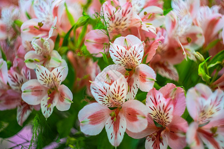 印加百合花花布百合作品卡片花束拉丁装饰植物群桌子风格边界背景图片