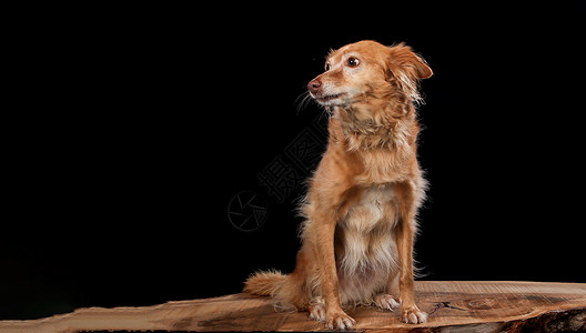 黑背景前的木板上的狗画像小狗宠物红色朋友耳朵棕色犬类黑色柴犬眼睛毛茸茸的高清图片素材