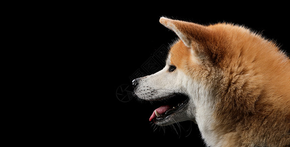 黑背景前的木板上的狗画像犬类动物乐趣宠物眼睛柴犬黑色棕色红色小狗可爱的高清图片素材