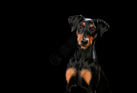 在黑背景之前 狗在木板上的肖像猎犬动物婚礼宠物黑狗领结钳子眼睛小型犬燕尾服坐着高清图片素材