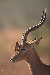 帕拉佐野外的伊帕拉环境哺乳动物耳朵衬套手表男性羚羊全景食草游戏背景