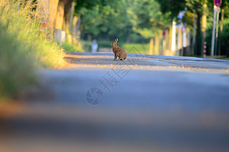 野兔 兔子荒野野生动物草地哺乳动物天兔警报动物群生态耳朵动物毛茸茸高清图片素材