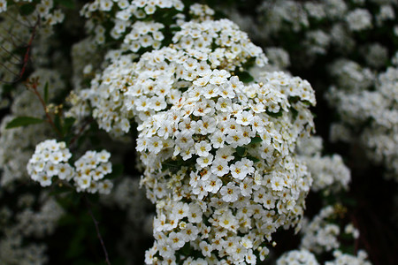 春天的白花季节性问候季节白色树木背景图片