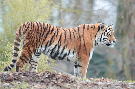 濒危动物远东豹西伯利亚老虎肖像食肉荒野动物群动物园濒危动物爪子木头哺乳动物森林背景