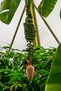 与香蕉束的花蕾 香蕉植物 热带植物种类背景图片