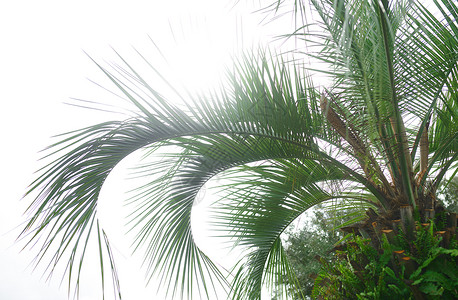 椰子树植物棕榈树对着阳光的天空气候水平绿色草叶热带前景植物旅行部分生长背景