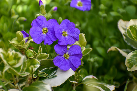 近距离看一眼美丽的浅紫紫蓝色的春月花朵 以对抗春天的绿树叶植物群花园生长花卉植物园林园艺花坛花瓣团体紫色的高清图片素材