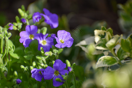 近距离看一眼美丽的浅紫紫蓝色的春月花朵 以对抗春天的绿树叶植物植物群园艺花瓣生长植物学花卉花园花坛园林户外高清图片素材