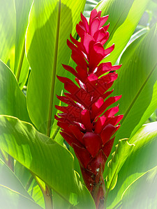 红姜植物情调花朵女王白色鸵鸟红色丛林锥体植物群高清图片