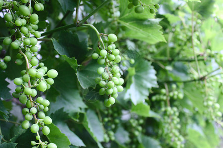 绿色的藤蔓园中有许多葡萄水果藤蔓酿酒师葡萄园花园树叶叶子绿色背景